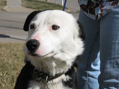 Bill the Border Collie